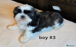 Shih Tzu dogs for sale: Few shih tzu's - Image 4