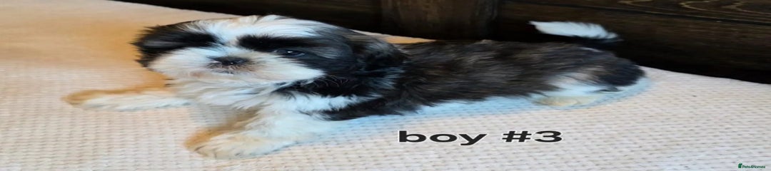 Shih Tzu Puppy 2