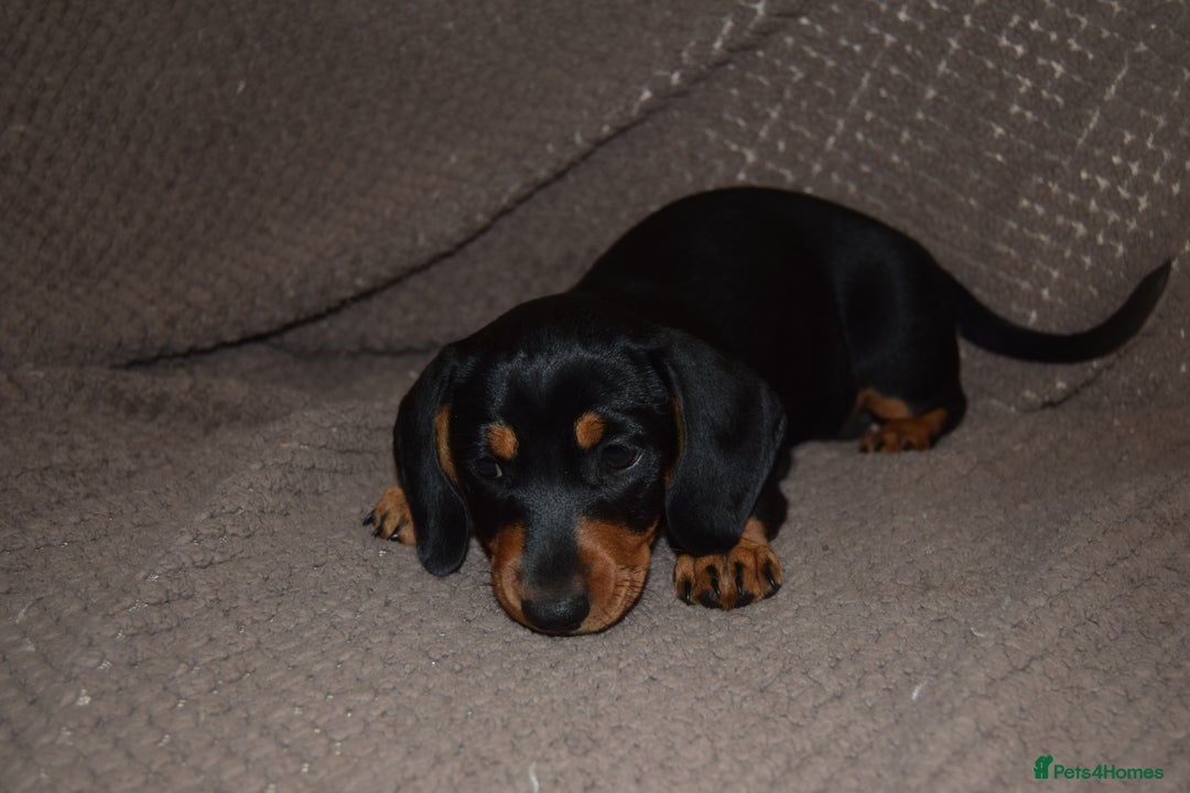 Dachshund dogs for sale: 3/4 MINIATURE SMOOTH DACHSHUND PUPPIES - Image 11