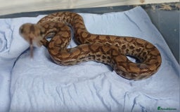 Boa Snake reptiles for sale: Colombian Rainbow Boa Het Albino  - Image 2