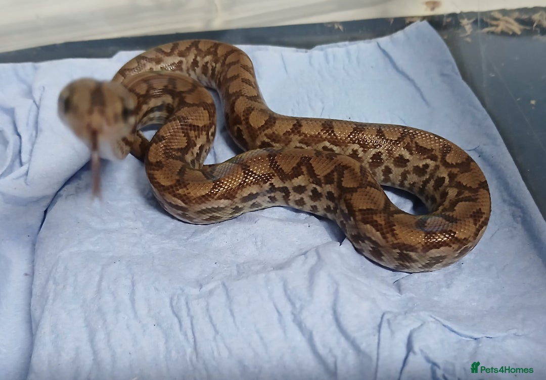 Boa Snake reptiles for sale: Colombian Rainbow Boa Het Albino  - Image 2