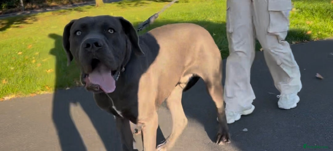 Mixed Breed dogs for sale: Cane Corse X puppies  - Image 14
