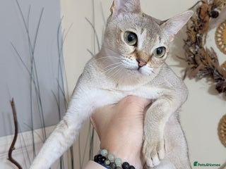 Singapura cats Singapura girl - Advert 3