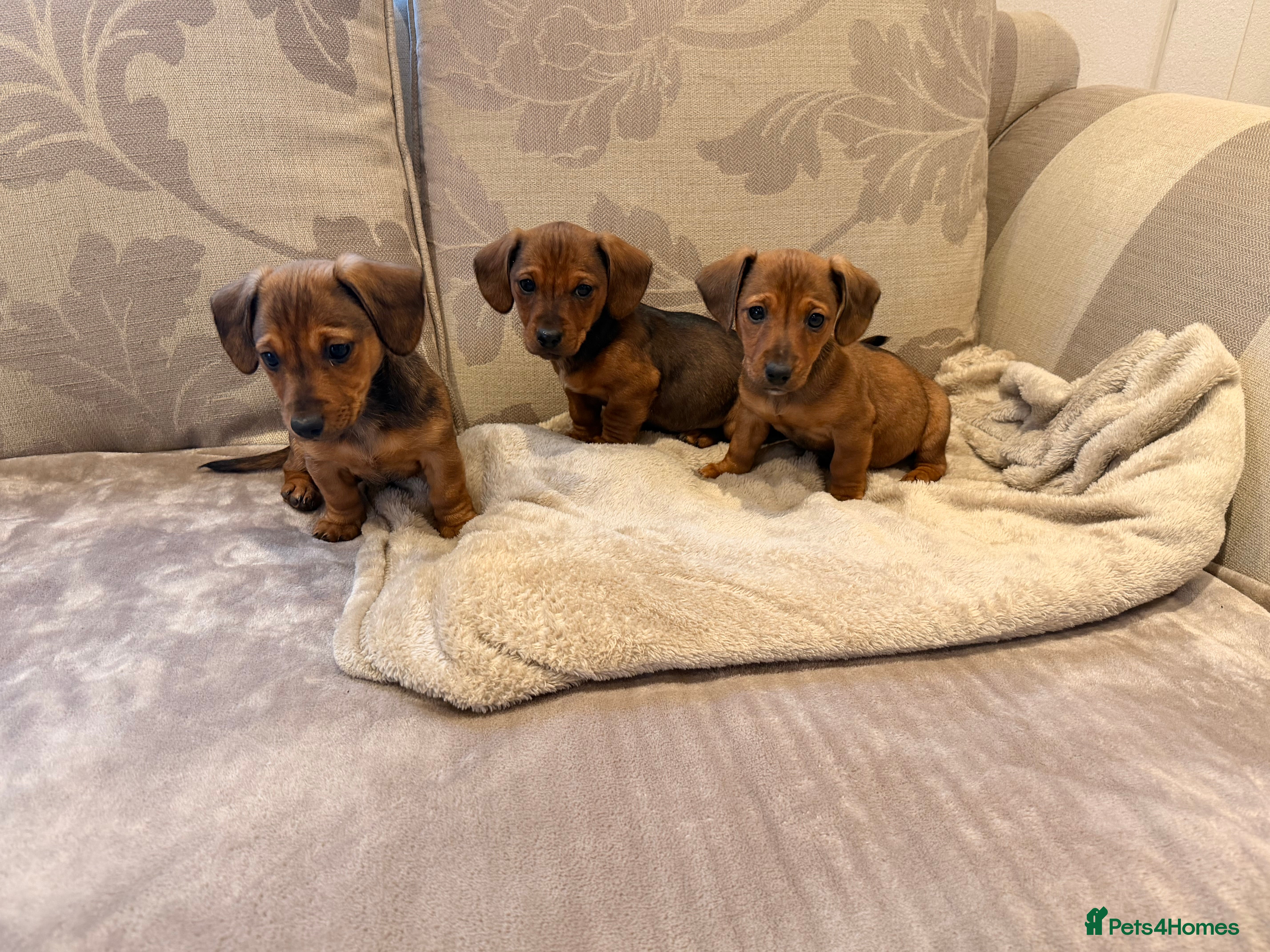 Mixed Breed dogs Jackshund puppies for sale !  - Advert 4