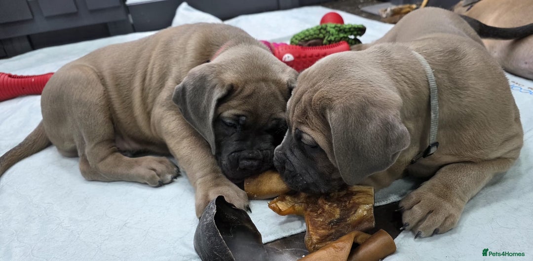 Cane Corso dogs for sale: Excellent Formentino Corso male puppies for sale.  - Image 17