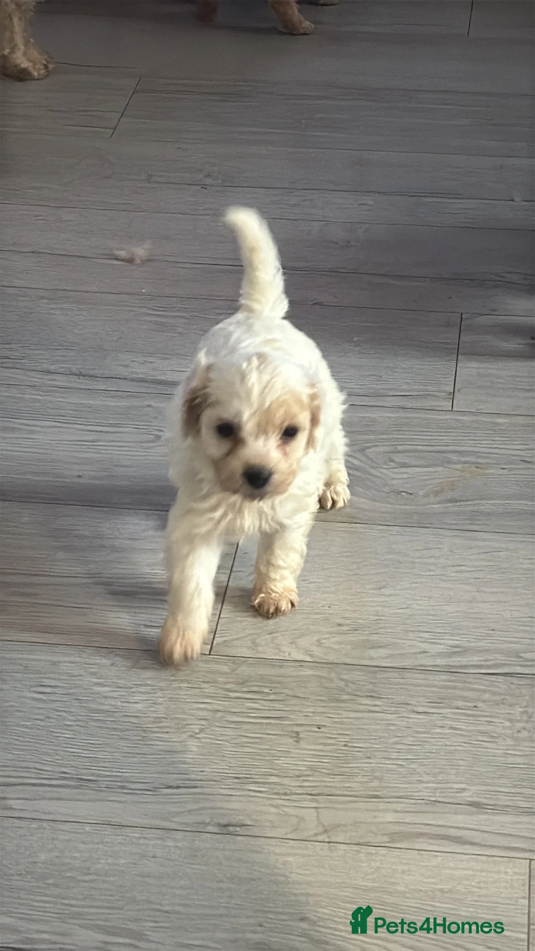 Mixed Breed dogs for sale: 8 Beautiful Cavapoochon Puppies in Bacup - Advert 2