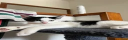 Mixed Breed cats for sale: URGENT 🚨 Last 2 Kittens (Boy & Girl) - Advert 5