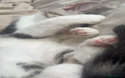 Domestic Shorthair cats for sale: Male kitten  - Image 4