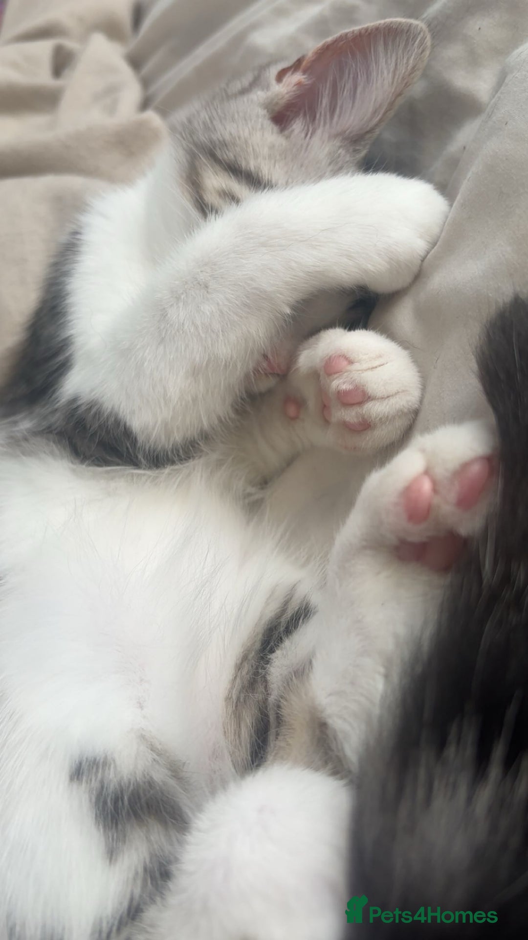 Domestic Shorthair cats for sale: Male kitten  - Image 4