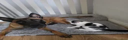 Mixed Breed cats for sale: These are exceptional kittens. - Advert 28