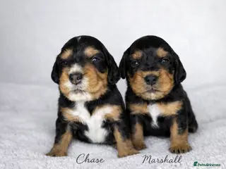 Cocker Spaniel dogs Working Cocker spaniels - Advert 1