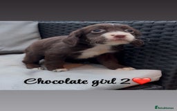 Cocker Spaniel dogs for sale: Cocker spaniel puppies for sale - Image 17