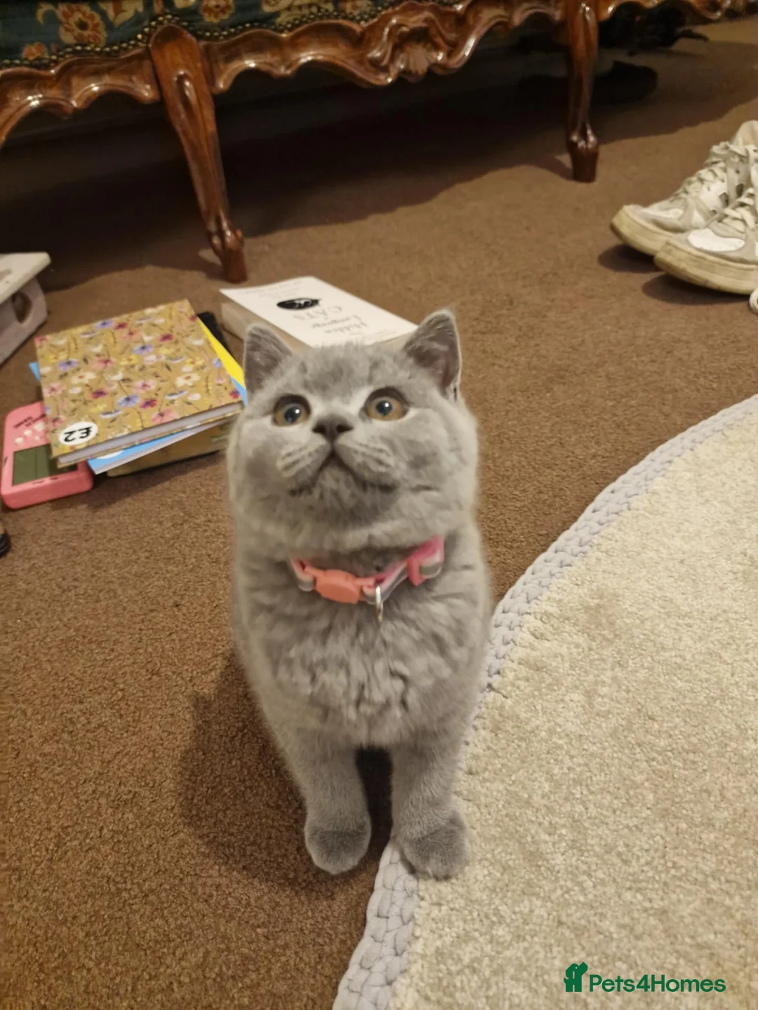 British Shorthair cats for sale: British Shorthair Kittens – 1 Male & 1 Female in Leicester - Advert 1