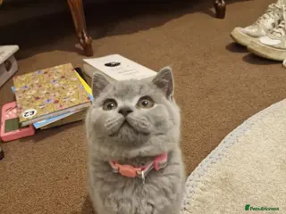British Shorthair cats British Shorthair Kittens – 1 Male & 1 Female in Leicester - Advert 1