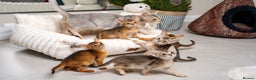 Abyssinian cats for sale: 6 Amazing Abyssinians, Extra Lovlely Personality - Advert 14