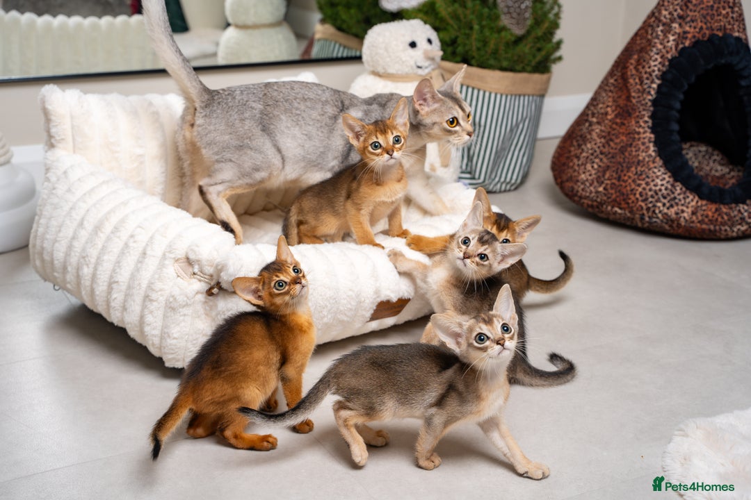 Abyssinian cats for sale: 6 Amazing Abyssinians, Extra Lovlely Personality - Advert 14