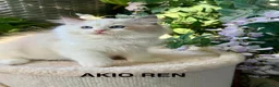 Ragdoll cats for sale: F1 100 % PURE FIFE REGISTRATION RAGDOLL KITTENS - Advert 9