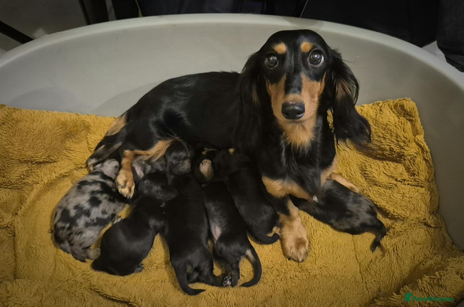 Miniature Dachshund dogs ⚜️KC reg PRA clear Miniature dachshund puppies  - Advert 18