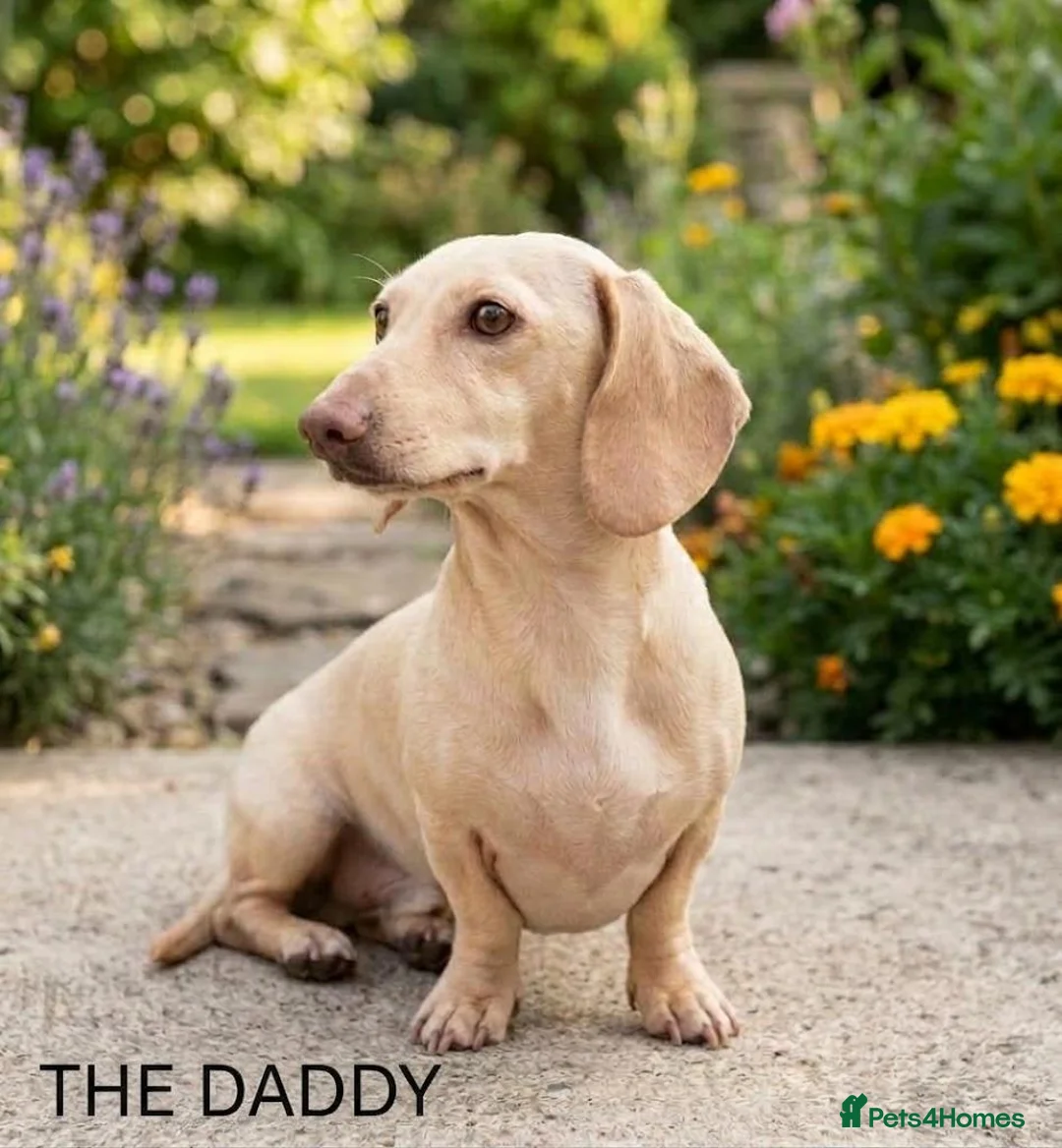 Miniature Dachshund dogs for sale: KC Reg Mini Dachshund Puppies Ready Now (Walsall) - Advert 2