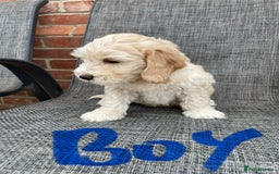 Cockapoo dogs for sale: Beautiful Cockapoo puppies - Image 9