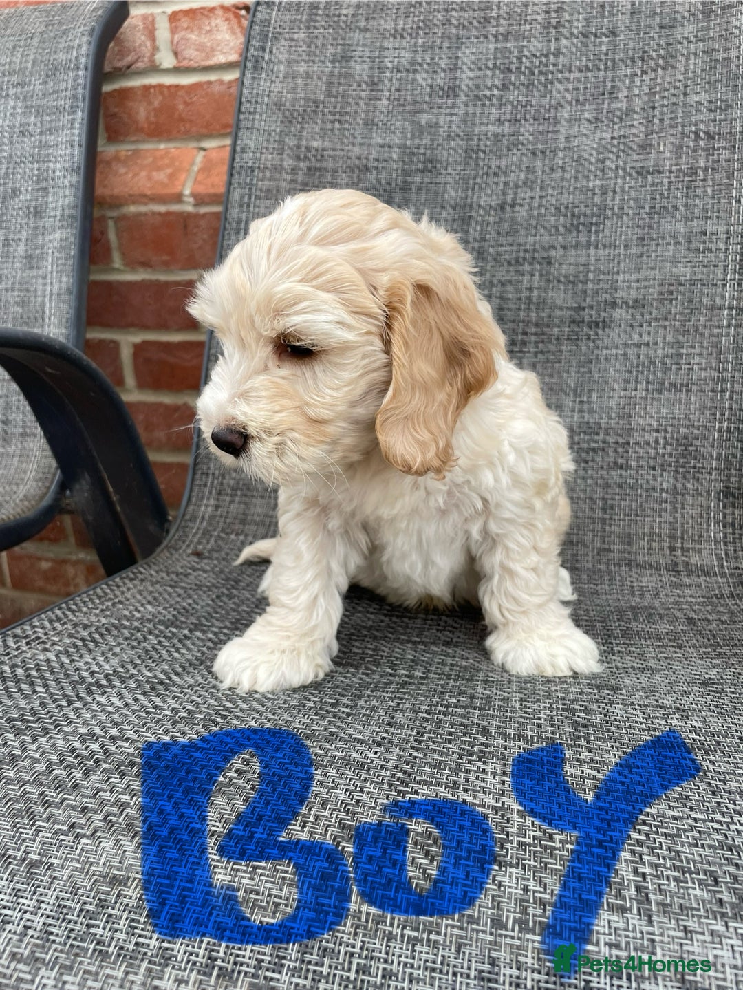 Cockapoo dogs for sale: Beautiful Cockapoo puppies - Image 9