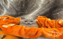 British Shorthair cats for sale: Beautiful British shorthair kittens for sale - Image 10