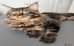 Maine Coon cats for sale: 3 Purebred Maine Coon Kittens - Will Sell Fast!! ✨ - Image 11