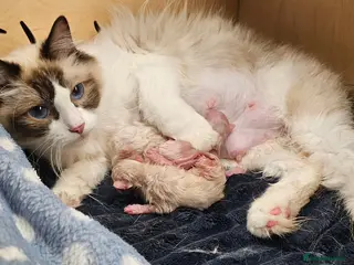 Ragdoll cats ✨ Beautiful Ragdoll Kittens Available ✨ - Advert 2