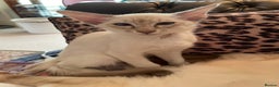 Balinese cats for sale: Beautiful Pedigree Balinese Kittens - Advert 4
