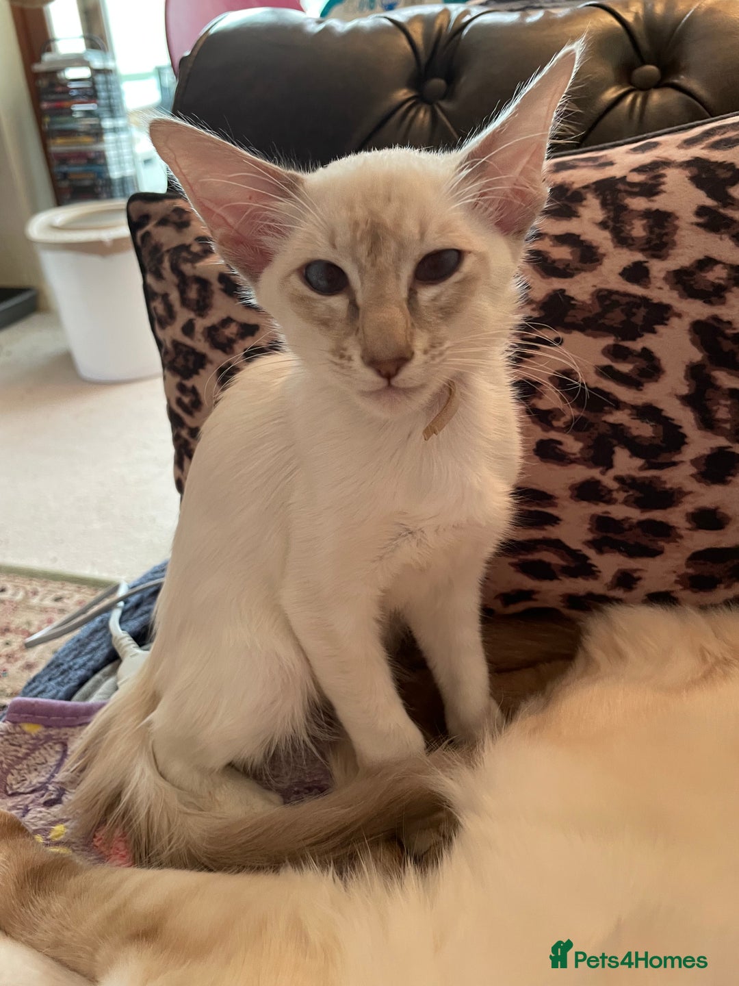Balinese cats for sale: Beautiful Pedigree Balinese Kittens - Advert 4