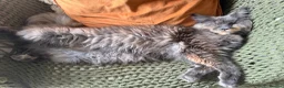 Maine Coon cats for sale: Female Dilute Tortie Maine Coon Cross - Advert 18
