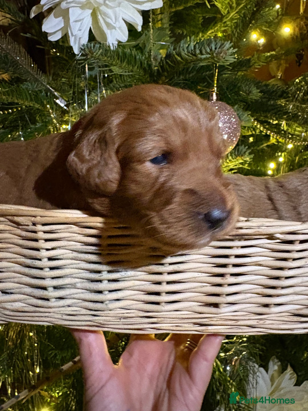 Labradoodle dogs for sale: Pick of the litter Girl Labradoodle remaining - Advert 5