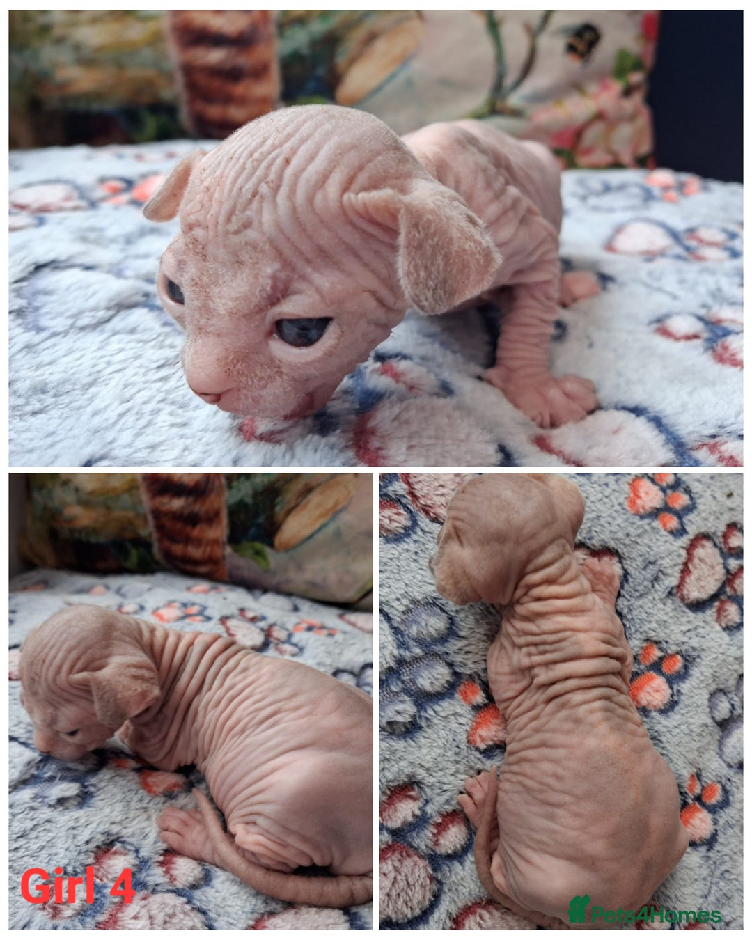 Sphynx cats for sale: Sphynx Kittens - Image 3