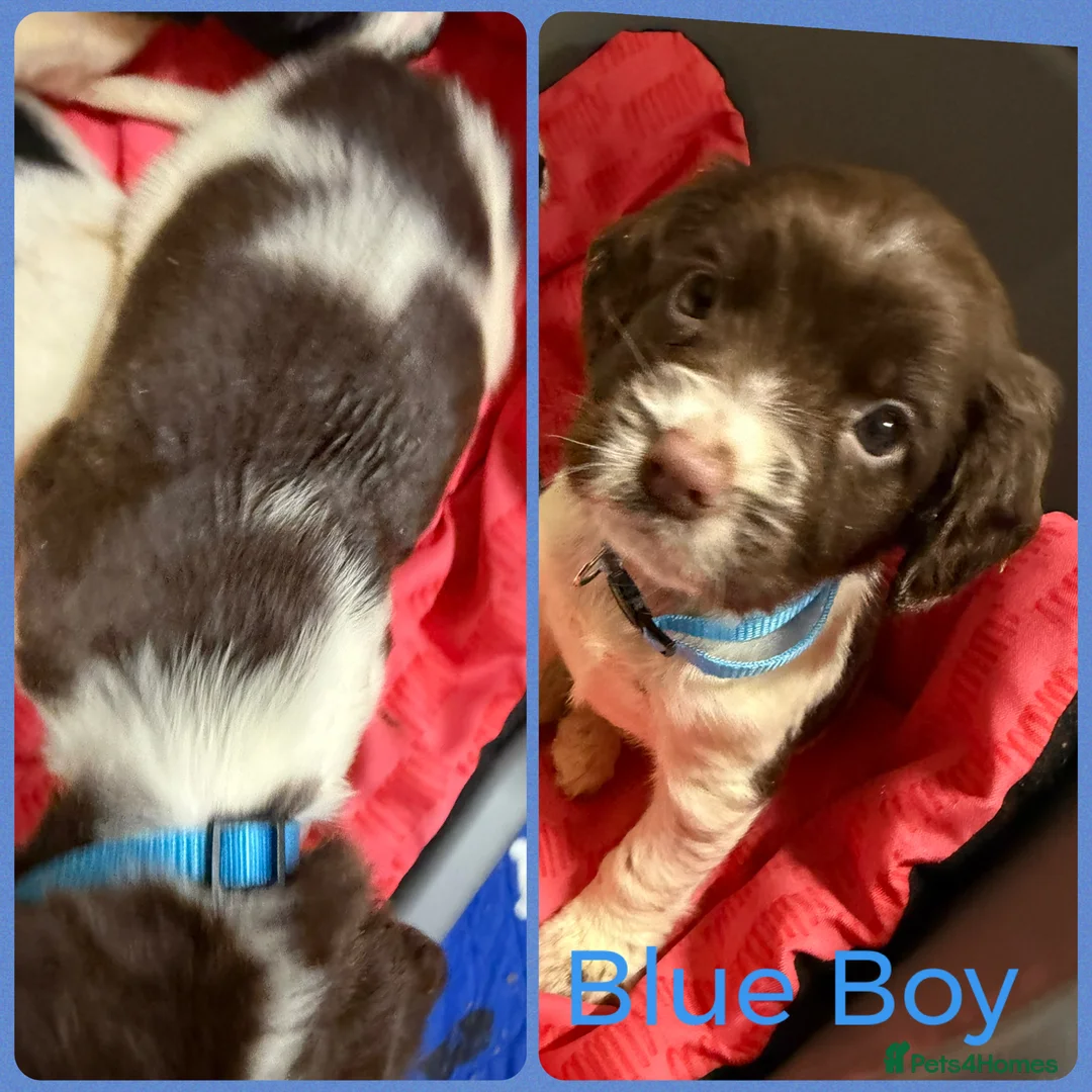 English Springer Spaniel dogs for sale: KC Registered English Springer Spaniel Pups - Advert 11