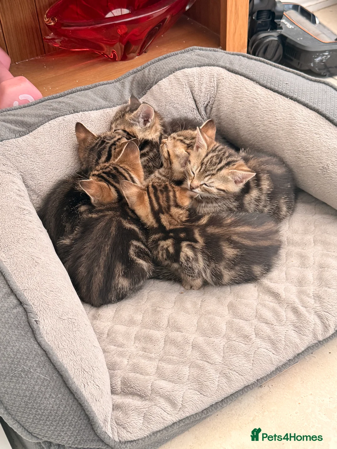 British Longhair cats for sale: Beautiful tabby kittens for sale - ready to go now - Advert 1