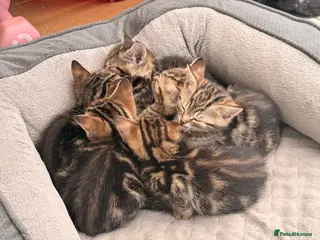 British Longhair cats Beautiful tabby kittens for sale - ready to go now - Advert 1