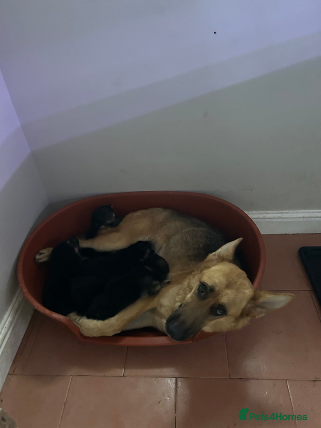 German Shepherd dogs for sale: 6 beautiful German Sheperd puppies  - Image 10