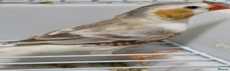 Finches birds for sale: PENGUIN ZEBRA FAWN PIED FINCHES  - Advert 1
