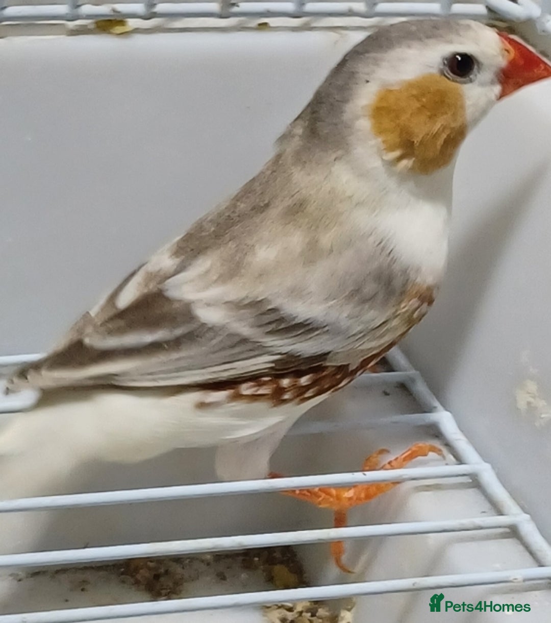 Finches birds for sale: PENGUIN ZEBRA FAWN PIED FINCHES  - Advert 1