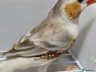 Finches birds PENGUIN ZEBRA FAWN PIED FINCHES - Advert 4