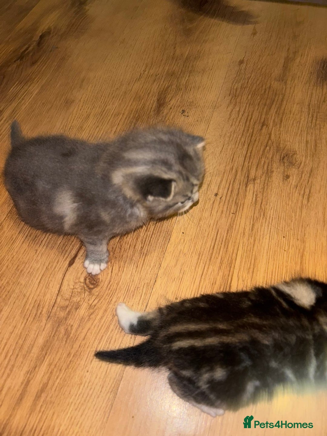 Mixed Breed cats for sale: 2 Grey (blue) and one darker tabby kittens  - Advert 17
