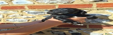 Cocker Spaniel 4