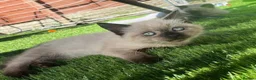 Mixed Breed cats for sale: Bee needs a new home  - Advert 3