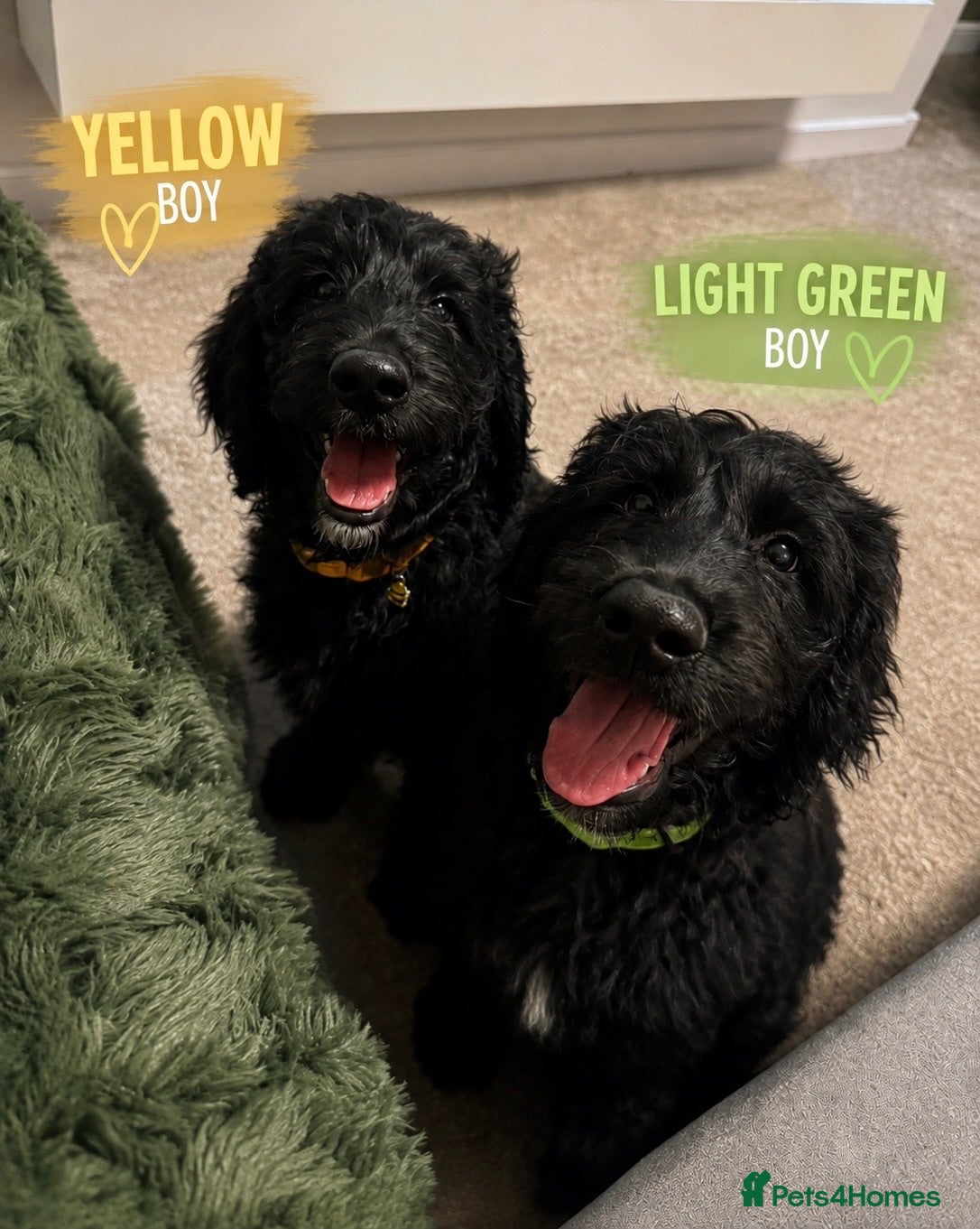 Goldendoodle dogs Last 2 boys F1 Standard Goldendoodle Puppies  - Advert 2