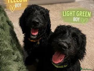 Goldendoodle dogs Last 2 boys F1 Standard Goldendoodle Puppies - Advert 2