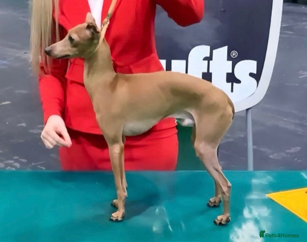 Italian Greyhound dogs for sale: KC registered blue Italian greyhounds for sale - Advert 31