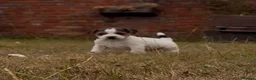 Parson Russell dogs for sale: Quality Parson Russell Puppies - Advert 7