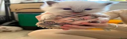 Ragdoll cats for sale: Stunning pure breed Ragdoll kittens  - Advert 11