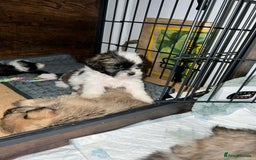 Zuchon dogs for sale: Bichon x Westie x Shih zu  - Advert 10