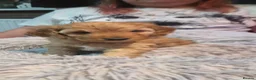 Cockapoo dogs for sale: Dean wingrove  in Ashford - Advert 5
